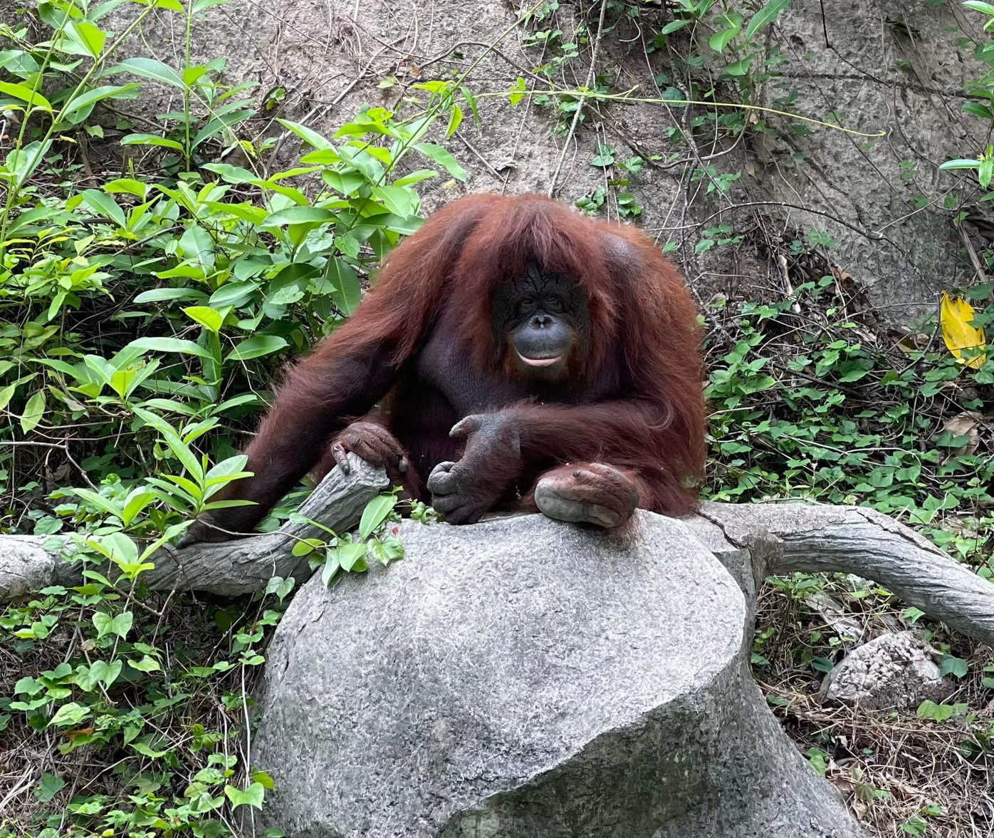 Экскурсия Зоопарк Као Кео