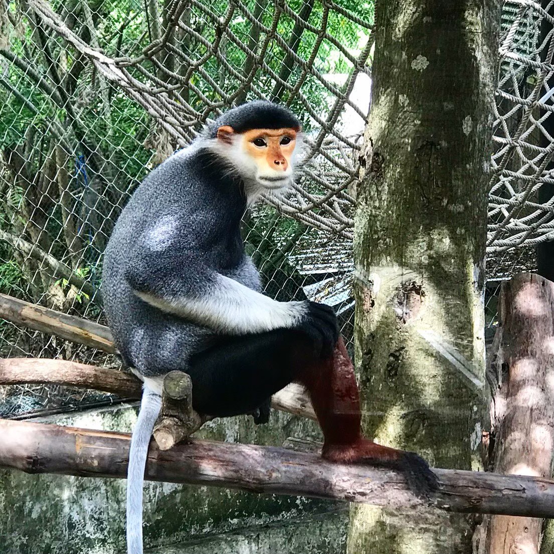 Экскурсия Као Кео ВИП+обед в Паттайе - SevenTrips